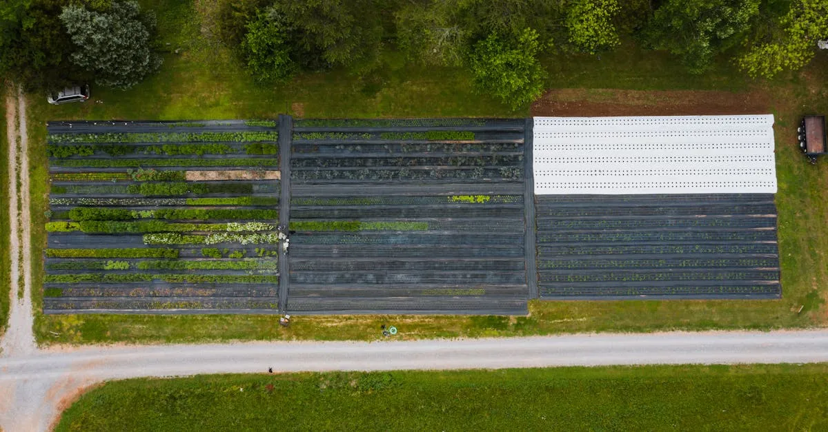 découvrez l'agriculture écologique : des pratiques durables respectueuses de l'environnement pour une production saine et responsable.
