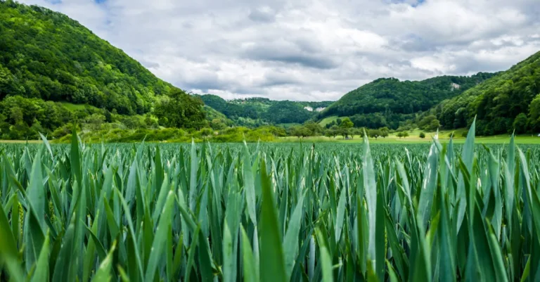 découvrez l'agriculture écologique, une méthode durable qui respecte la biodiversité, préserve les sols et favorise une production alimentaire saine et responsable.