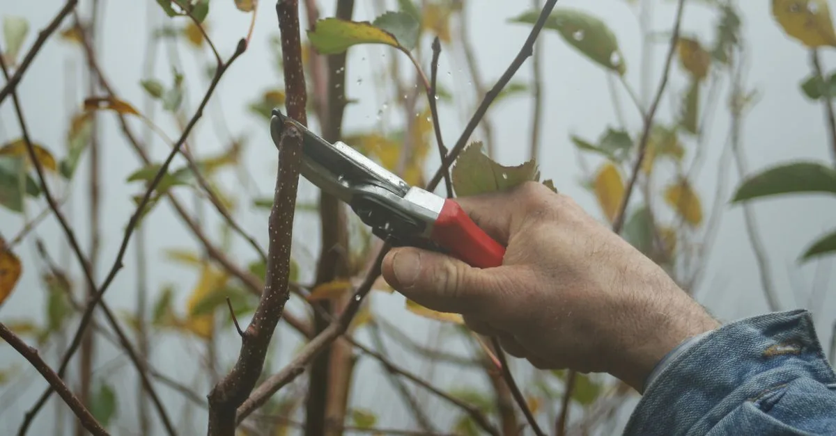 conseils et techniques d'élagage pour entretenir vos arbres et arbustes afin de favoriser leur croissance et leur santé.