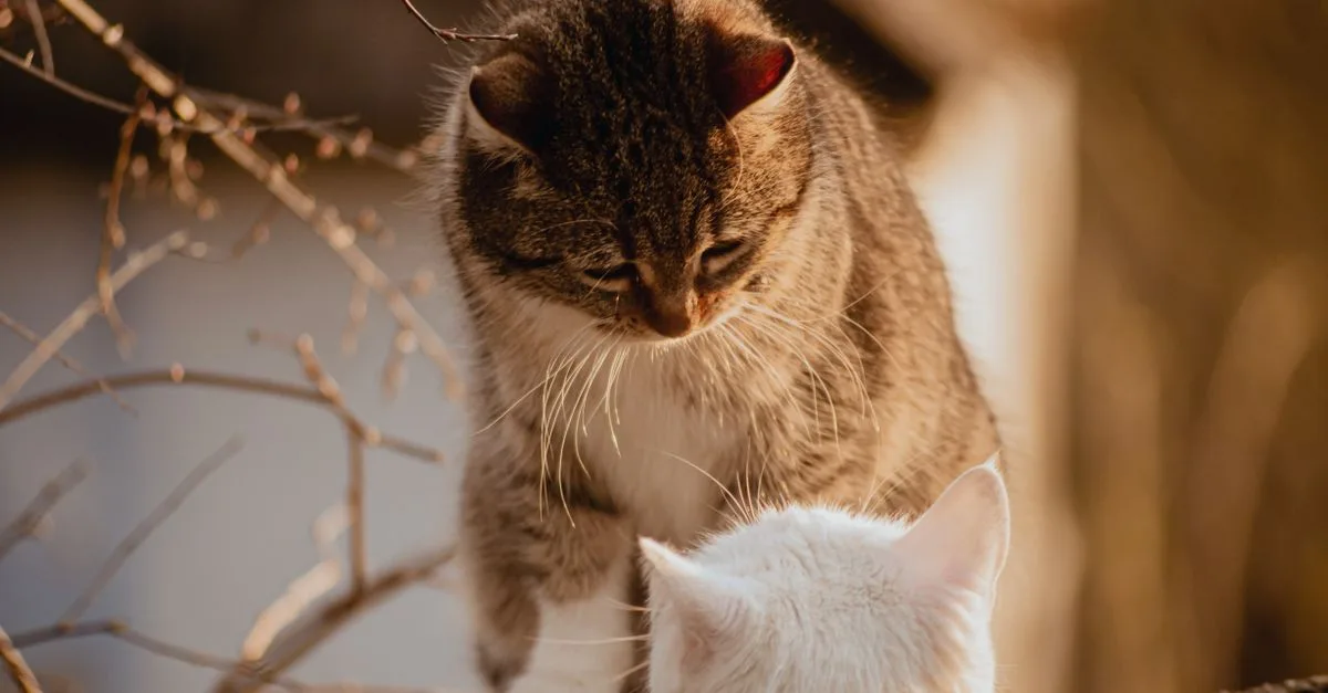 conseils pratiques pour une coexistence harmonieuse avec votre chat, favorisant le bien-être et une relation équilibrée.