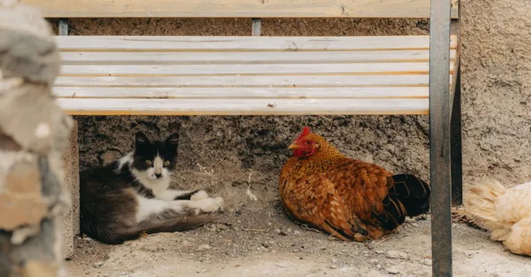 découvrez des conseils pratiques pour une coexistence harmonieuse avec votre chat et assurer son bien-être au quotidien.